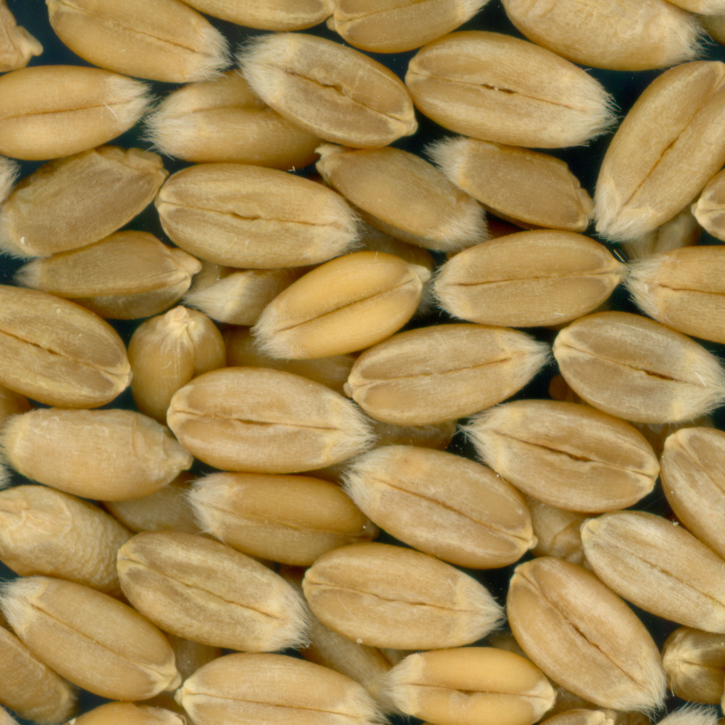 KERNELS